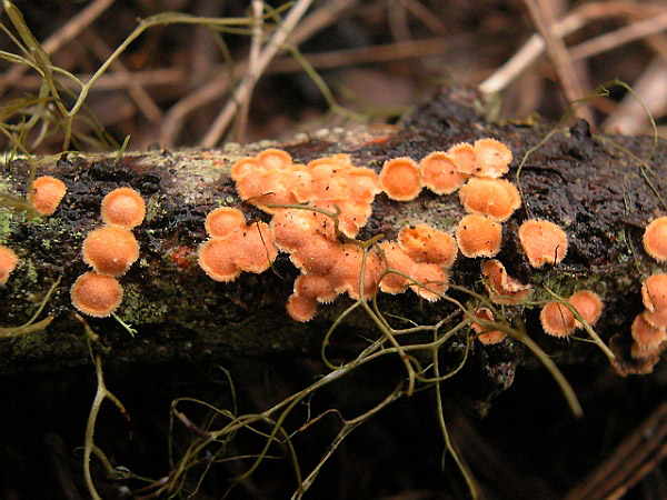 Aleurodiscus grantii